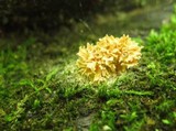 Xylaria cubensis image
