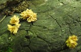 Xylaria cubensis image