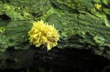 Xylaria cubensis image