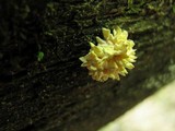 Xylaria cubensis image