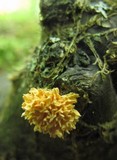Xylaria cubensis image