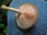 Rhodotus palmatus image