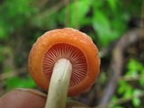 Rhodotus palmatus image