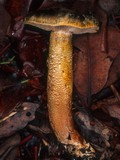 Tricholoma aurantium image