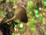 Helvella macropus image
