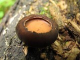 Galiella rufa image
