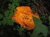 Laetiporus cincinnatus image