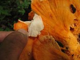 Laetiporus cincinnatus image