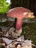 Baorangia bicolor image