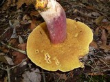 Baorangia bicolor image