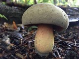 Caloboletus firmus image