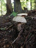 Caloboletus firmus image