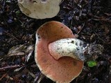 Caloboletus firmus image