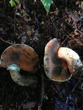 Caloboletus firmus image