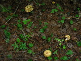 Russula grata image