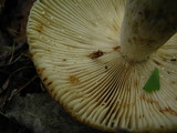 Russula grata image