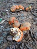 Gyroporus ballouii image