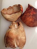 Gyroporus ballouii image