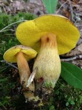 Aureoboletus innixus image