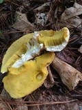 Boletus variipes image