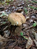 Boletus variipes image