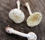Amanita multisquamosa image