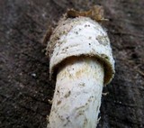 Amanita multisquamosa image