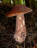 Boletus subcaerulescens image