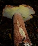 Boletus subcaerulescens image