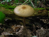 Xerula furfuracea image