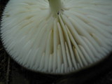 Xerula furfuracea image