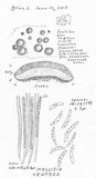 Mollisia ventosa image