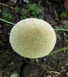 Lycoperdon marginatum image
