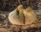 Lycoperdon marginatum image