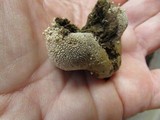 Lycoperdon marginatum image