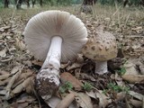 Amanita ceciliae image