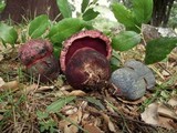 Imperator rhodopurpureus image