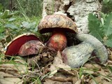 Imperator luteocupreus image