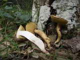 Aureoboletus moravicus image