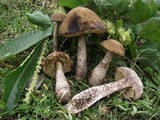 Leccinellum pseudoscabrum image