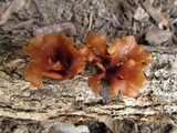 Dacryopinax elegans image