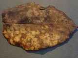 Coccomyces tumidus image