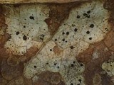 Coccomyces tumidus image