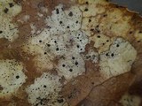 Coccomyces tumidus image