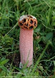 Lysurus periphragmoides image