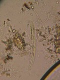 Coccomyces tumidus image