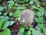 Boletus variipes image