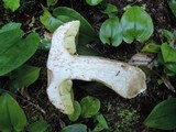 Boletus variipes image