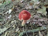 Chalciporus pseudorubinellus image