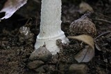 Amanita multisquamosa image